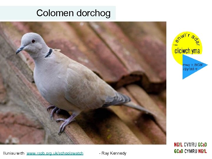 Colomen dorchog Iluniau wrth www. rspb. org. uk/schoolswatch - Ray Kennedy 