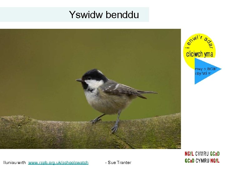 Yswidw benddu Iluniau wrth www. rspb. org. uk/schoolswatch - Sue Tranter 