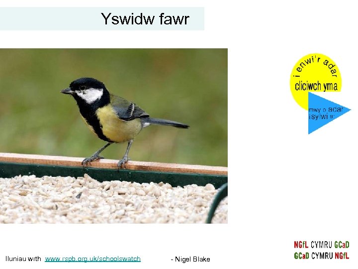 Yswidw fawr Iluniau wrth www. rspb. org. uk/schoolswatch - Nigel Blake 