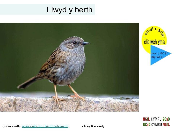 Llwyd y berth Iluniau wrth www. rspb. org. uk/schoolswatch - Ray Kennedy 