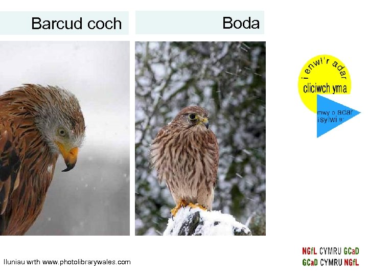 Barcud coch Iluniau wrth www. photolibrarywales. com Boda 