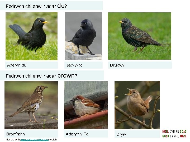 Fedrwch chi enwi’r adar du? Aderyn du Jac-y-do Drudwy Fedrwch chi enwi’r adar brown?