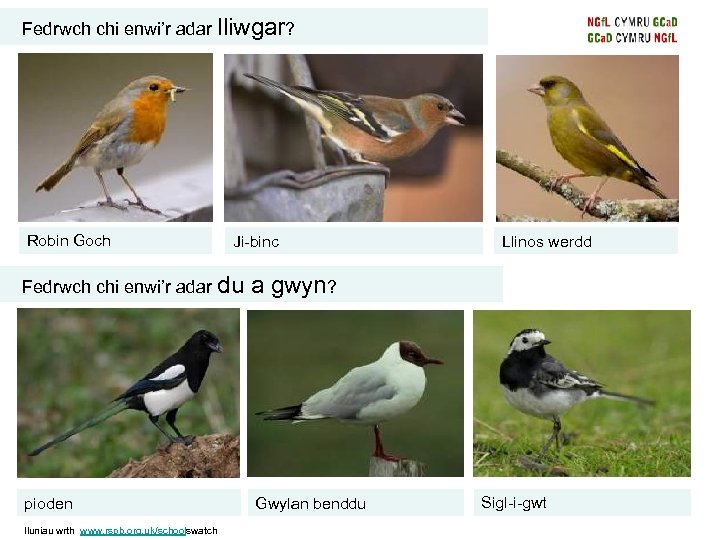 Fedrwch chi enwi’r adar lliwgar? Robin Goch Ji-binc Fedrwch chi enwi’r adar du a