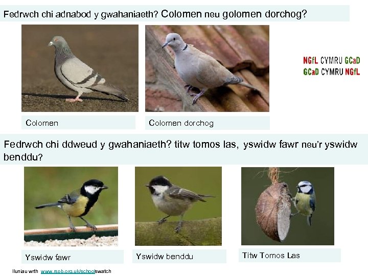Fedrwch chi adnabod y gwahaniaeth? Colomen neu golomen dorchog? Colomen dorchog Fedrwch chi ddweud