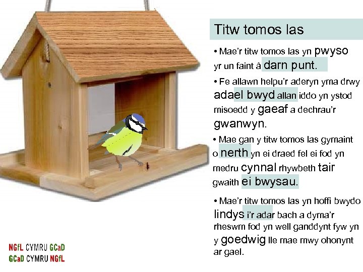 Titw tomos las • Mae’r titw tomos las yn pwyso yr un faint â