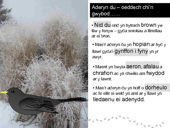 Aderyn du – oeddech chi’n gwybod…… • Nid du ond yn hytrach brown yw