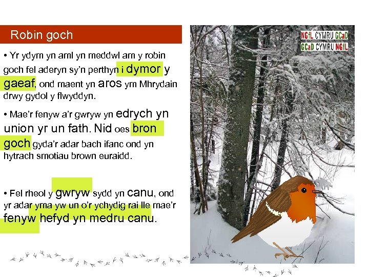 Robin goch • Yr ydym yn aml yn meddwl am y robin goch fel
