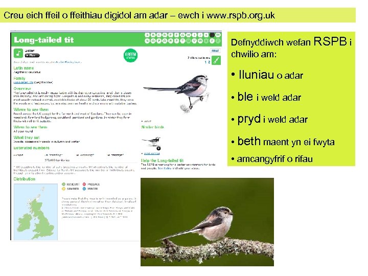 Creu eich ffeil o ffeithiau digidol am adar – ewch i www. rspb. org.