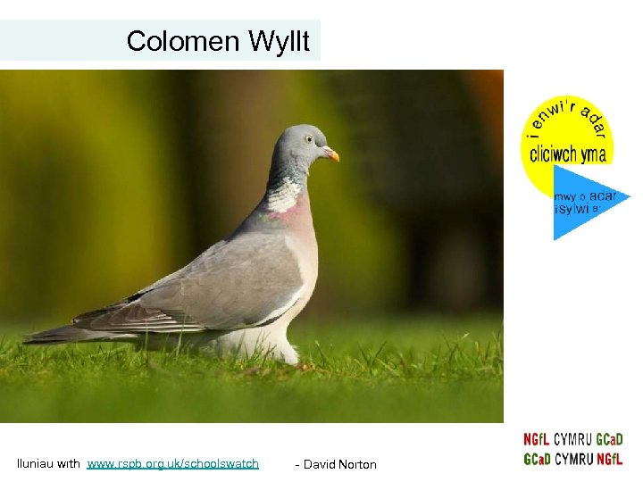 Colomen Wyllt lluniau wrth www. rspb. org. uk/schoolswatch - David Norton 