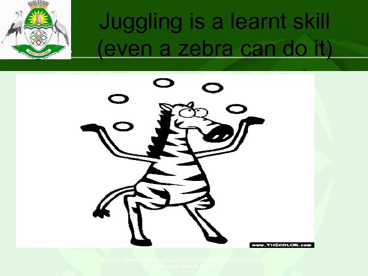 Juggling is a learnt skill (even a zebra can do it) “Working together with