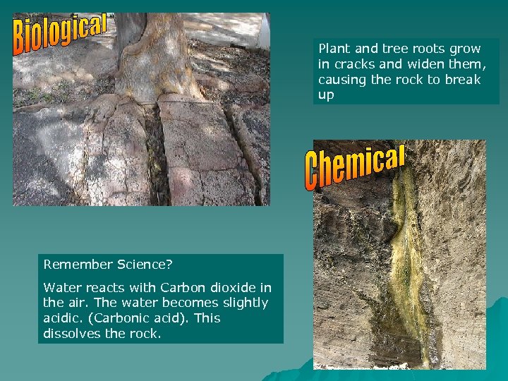 Plant and tree roots grow in cracks and widen them, causing the rock to