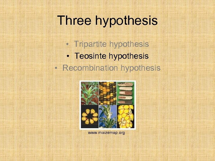 Three hypothesis • Tripartite hypothesis • Teosinte hypothesis • Recombination hypothesis www. maizemap. org