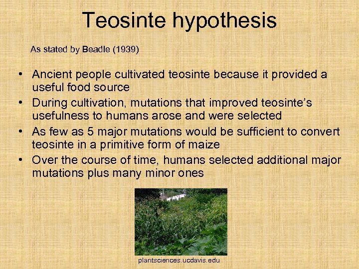 Teosinte hypothesis As stated by Beadle (1939) • Ancient people cultivated teosinte because it