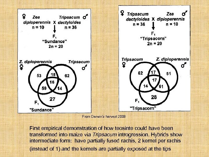From Darwin’s harvest 2006 First empirical demonstration of how teosinte could have been transformed