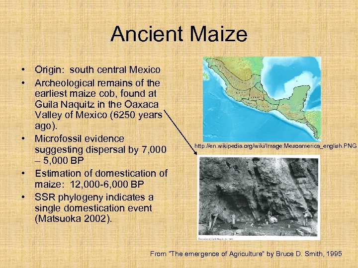 Ancient Maize • Origin: south central Mexico • Archeological remains of the earliest maize