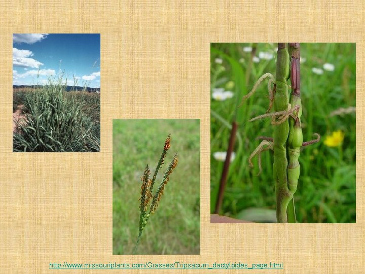 http: //www. missouriplants. com/Grasses/Tripsacum_dactyloides_page. html 