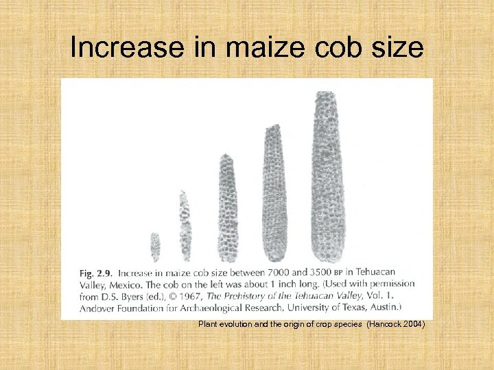 Increase in maize cob size Plant evolution and the origin of crop species (Hancock