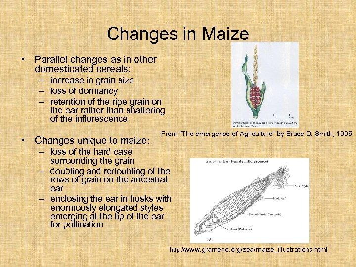 Changes in Maize • Parallel changes as in other domesticated cereals: – increase in