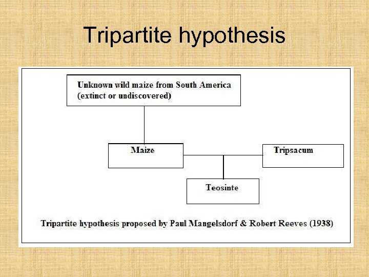 Tripartite hypothesis 
