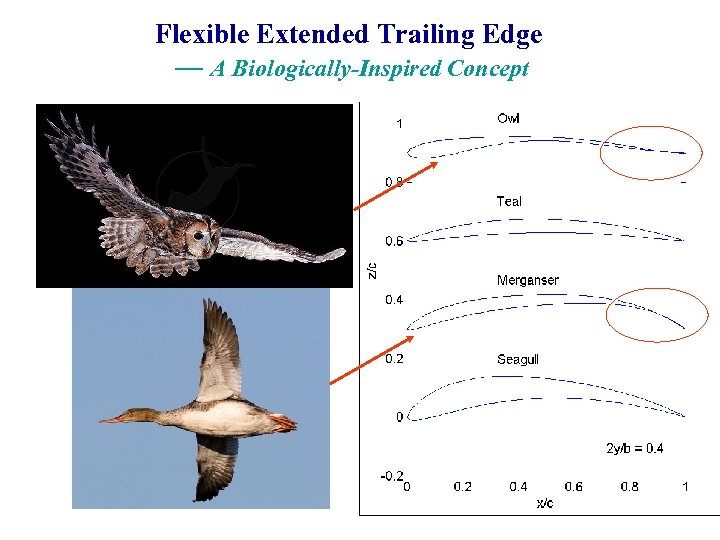 Flexible Extended Trailing Edge — A Biologically-Inspired Concept 