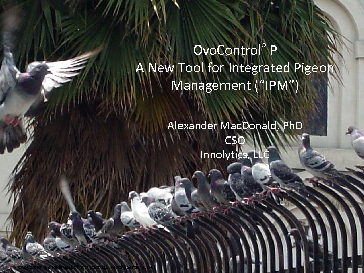 Ovo. Control® P A New Tool for Integrated Pigeon Management (“IPM”) Alexander Mac. Donald,