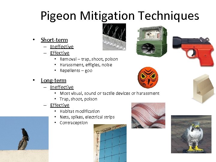 Pigeon Mitigation Techniques • Short-term – Ineffective – Effective • Removal – trap, shoot,