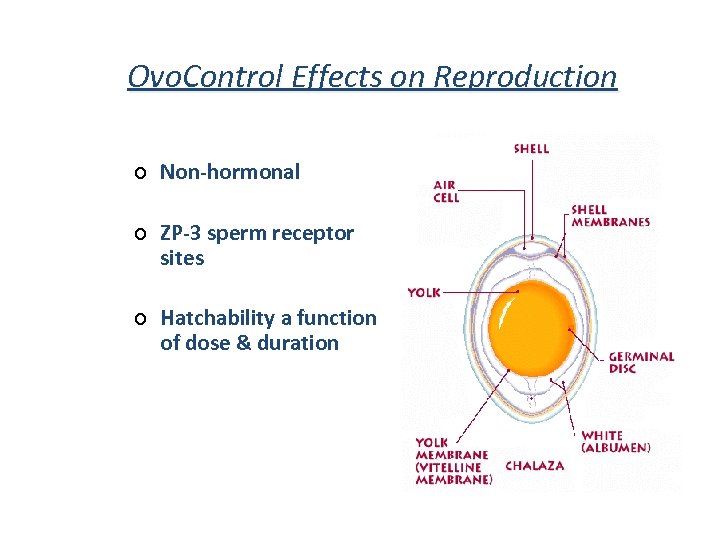 Ovo. Control Effects on Reproduction ¢ Non-hormonal ¢ ZP-3 sperm receptor sites ¢ Hatchability