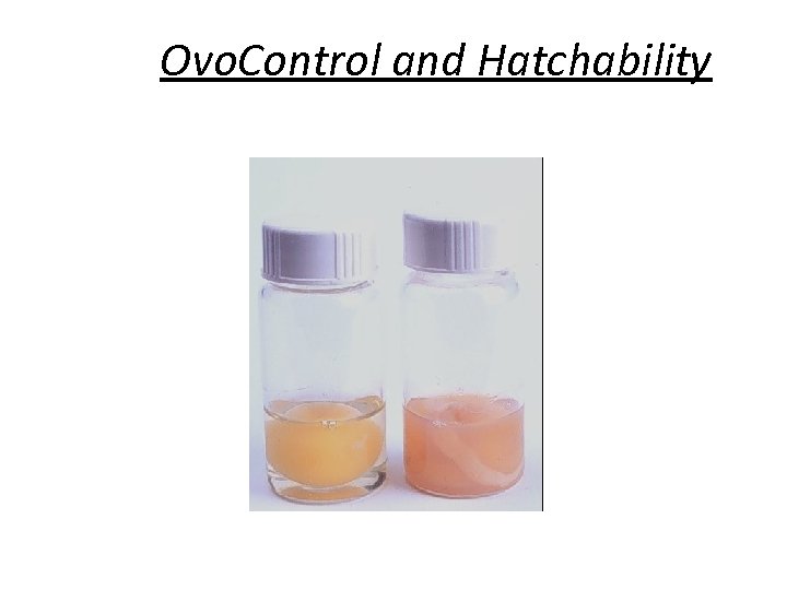 Ovo. Control and Hatchability 