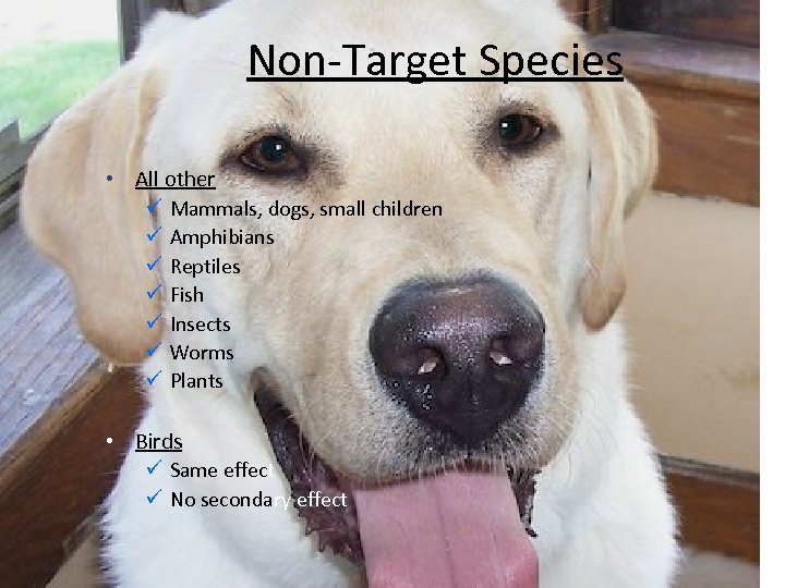 Non-Target Species • All other ü Mammals, dogs, small children ü Amphibians ü Reptiles