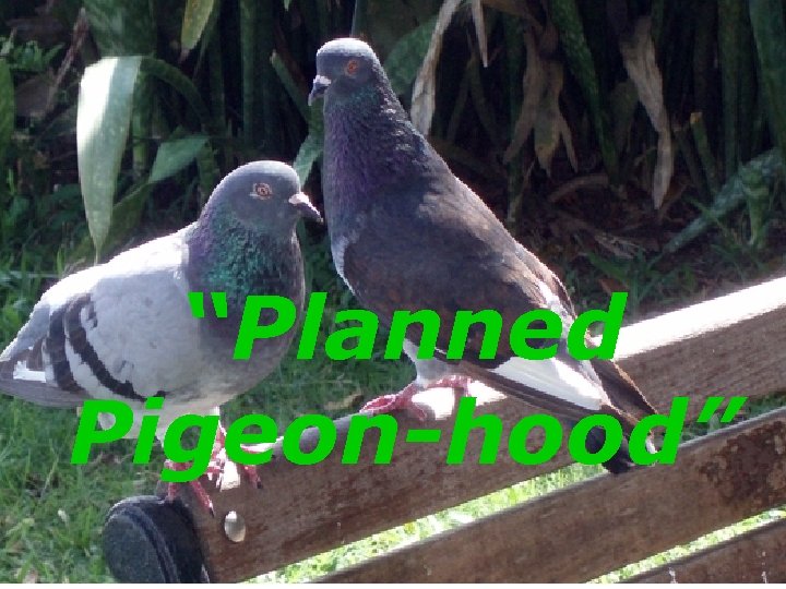 “Planned Pigeon-hood” 