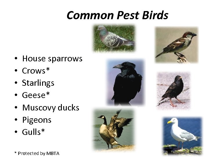 Common Pest Birds • • House sparrows Crows* Starlings Geese* Muscovy ducks Pigeons Gulls*