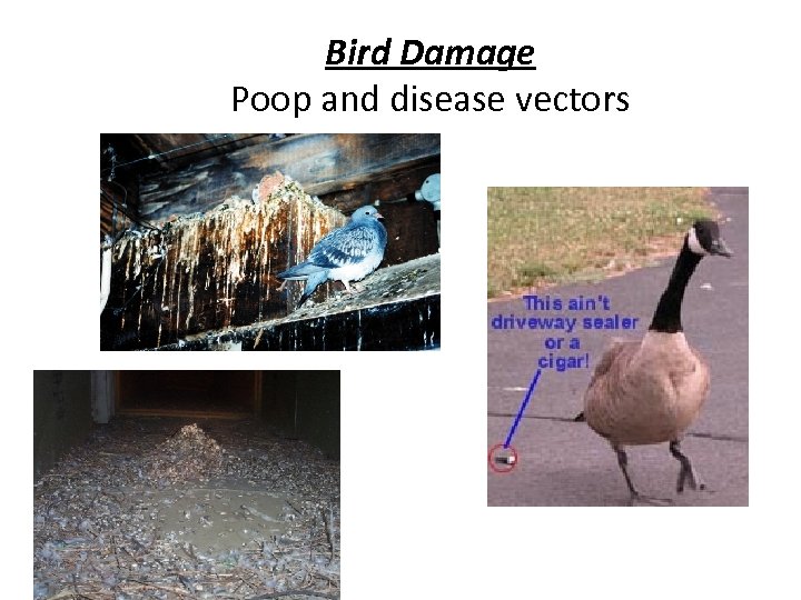 Bird Damage Poop and disease vectors 