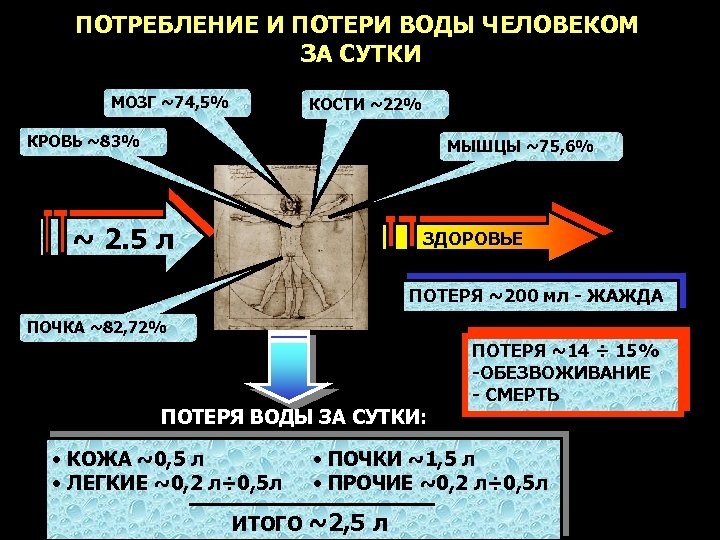 Потери воды человеком. Трансэпидермальная потеря воды. Трансэпидермальная потеря влаги кожи. Потери воды за сутки. Потери у водяного.