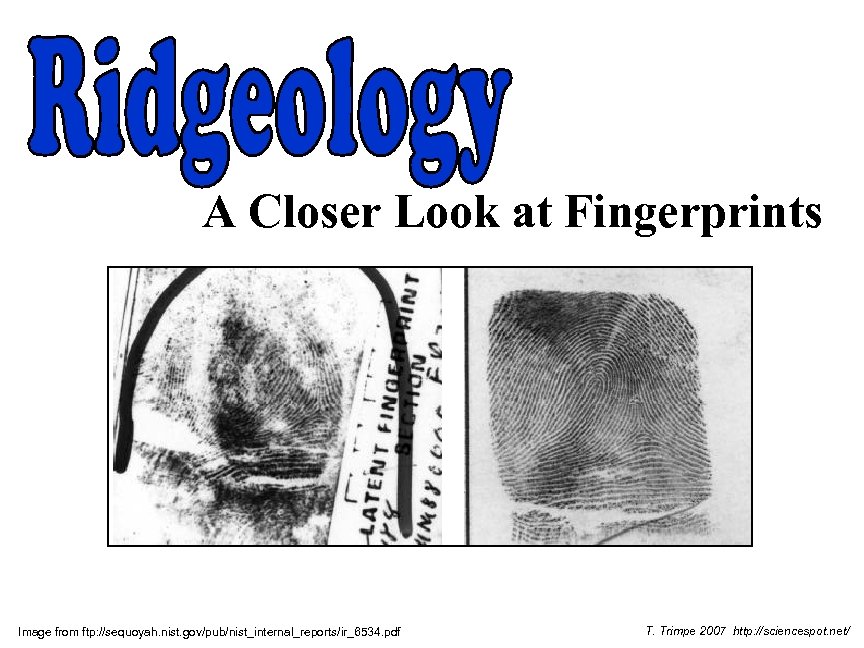 A Closer Look at Fingerprints Image from ftp: //sequoyah. nist. gov/pub/nist_internal_reports/ir_6534. pdf T. Trimpe