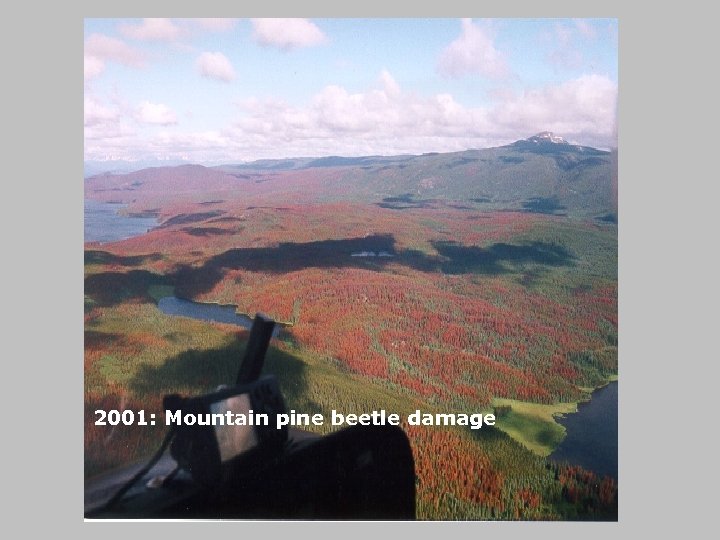 2001: Mountain pine beetle damage 