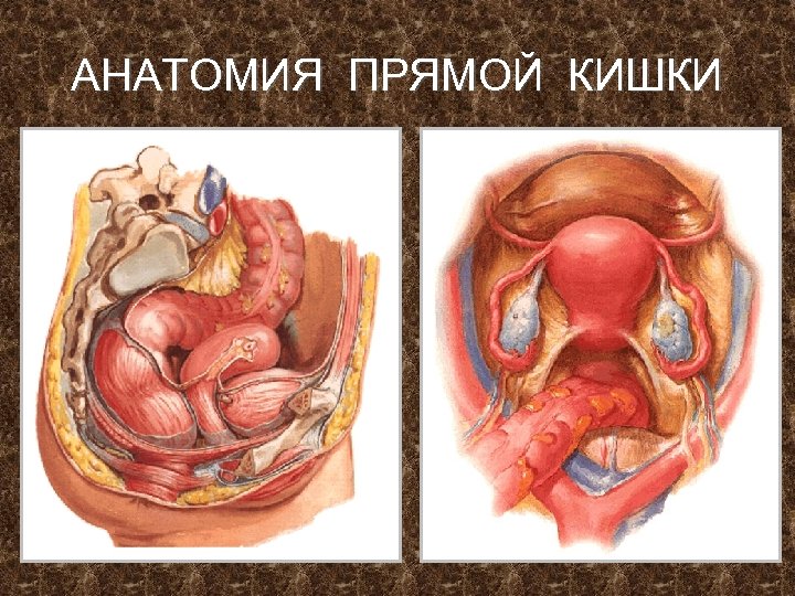 АНАТОМИЯ ПРЯМОЙ КИШКИ 