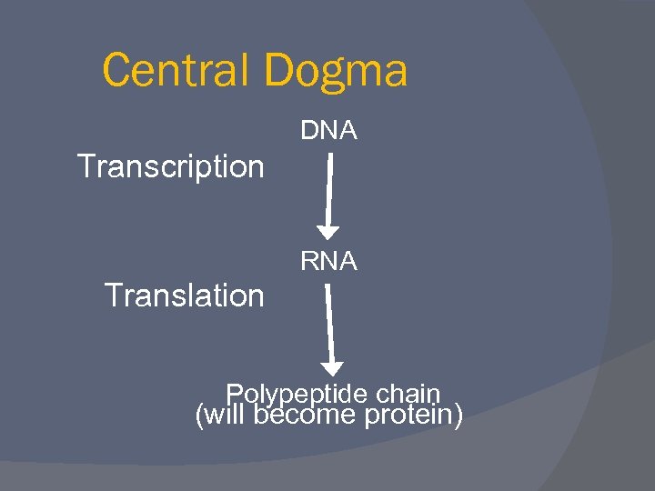 Central Dogma DNA Transcription RNA Translation Polypeptide chain (will become protein) 