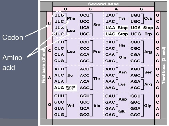 Codon Amino acid 