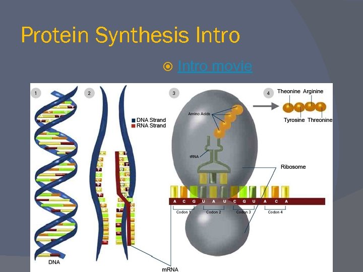 Chapter 17 From Gene to Protein Protein Synthesis