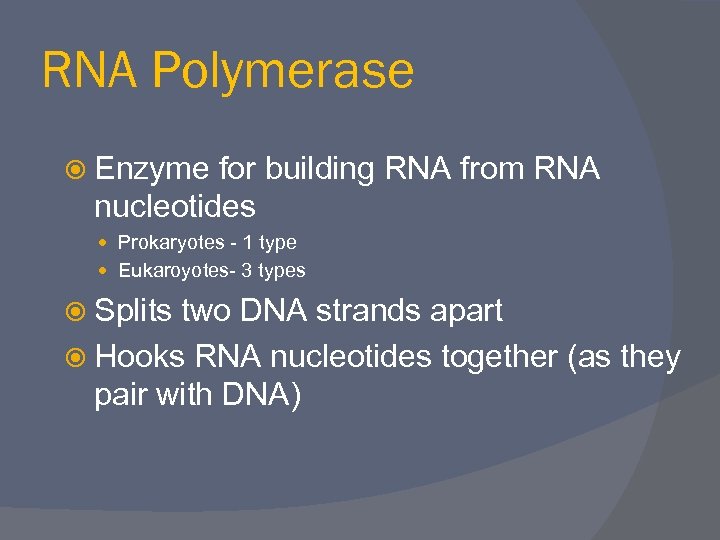 RNA Polymerase Enzyme for building RNA from RNA nucleotides Prokaryotes - 1 type Eukaroyotes-