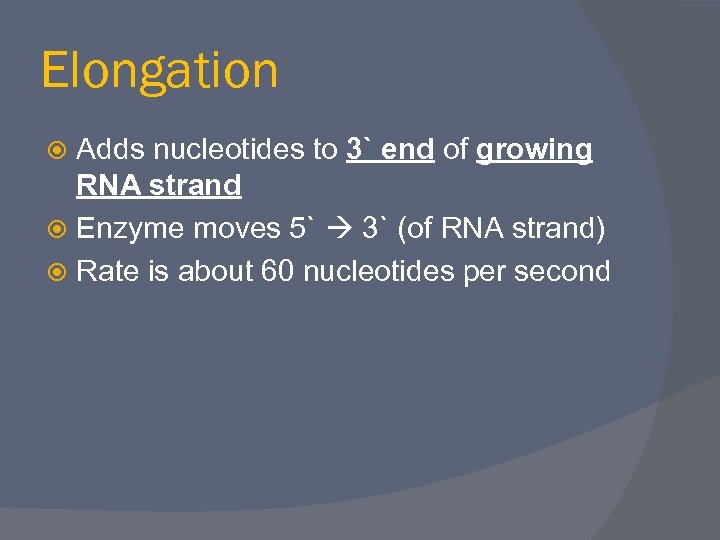 Elongation Adds nucleotides to 3` end of growing RNA strand Enzyme moves 5` 3`