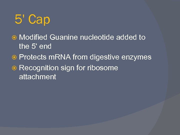 5' Cap Modified Guanine nucleotide added to the 5' end Protects m. RNA from