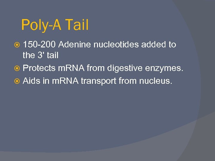 Poly-A Tail 150 -200 Adenine nucleotides added to the 3' tail Protects m. RNA