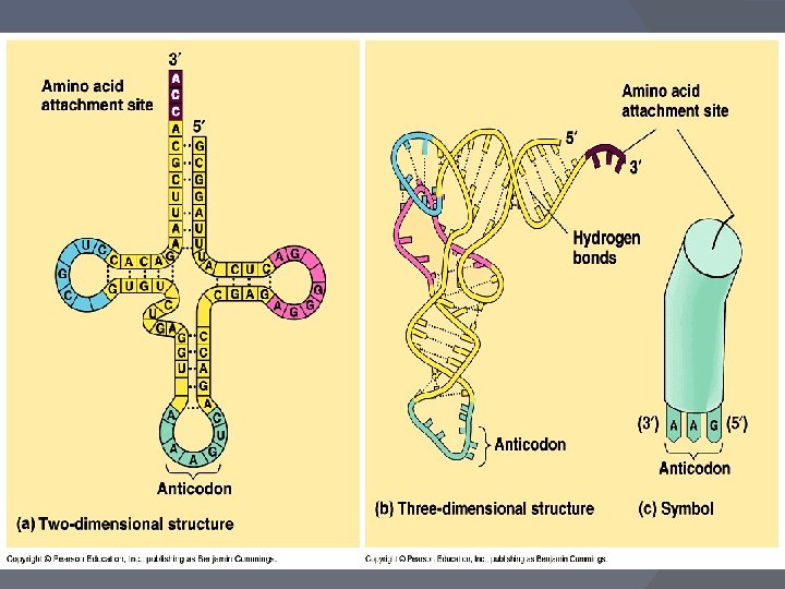 Chapter 17 From Gene to Protein Protein Synthesis