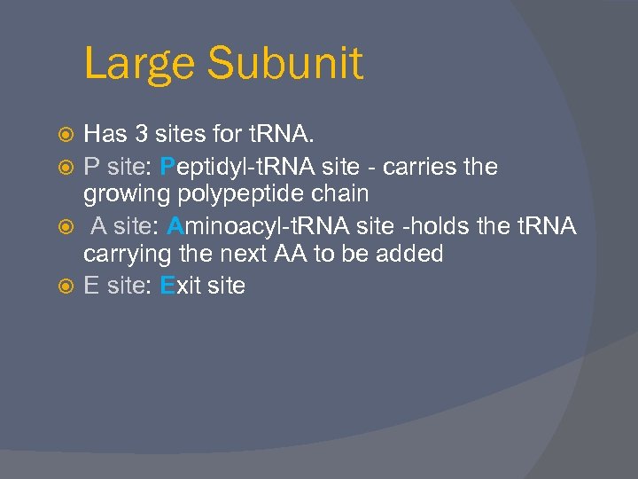 Large Subunit Has 3 sites for t. RNA. P site: Peptidyl-t. RNA site -