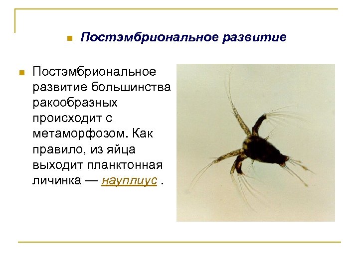 n n Постэмбриональное развитие большинства ракообразных происходит с метаморфозом. Как правило, из яйца выходит