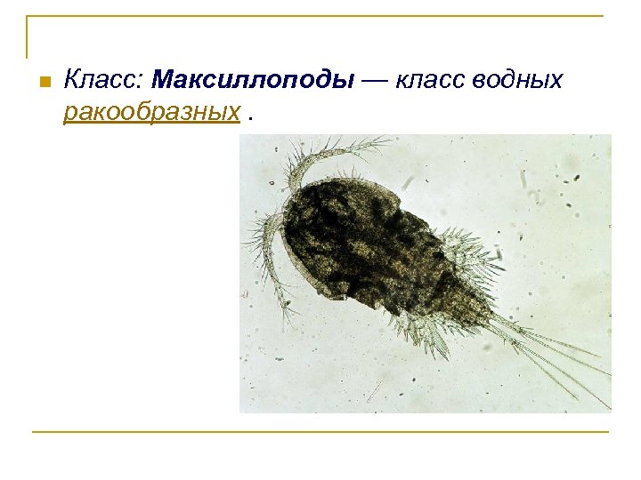 n Класс: Максиллоподы — класс водных ракообразных. 