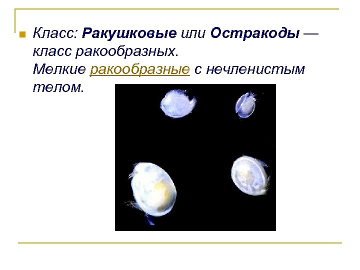 n Класс: Ракушковые или Остракоды — класс ракообразных. Мелкие ракообразные с нечленистым телом. 