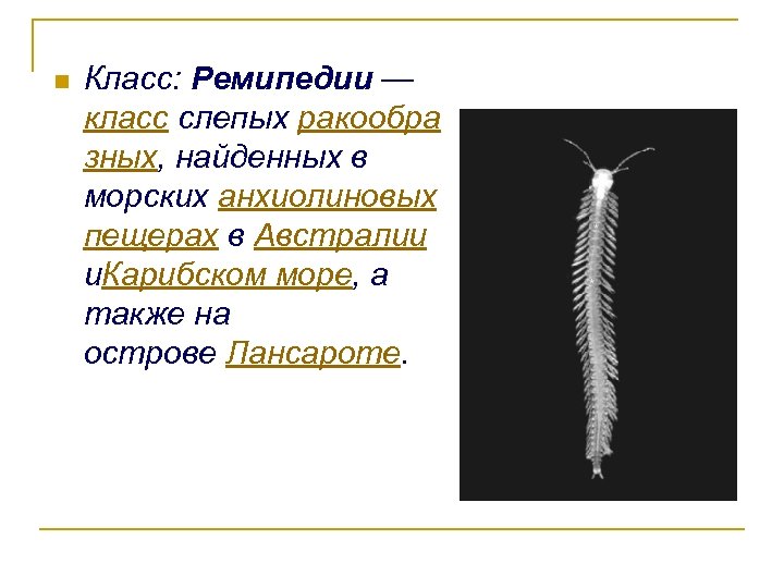 n Класс: Ремипедии — класс слепых ракообра зных, найденных в морских анхиолиновых пещерах в