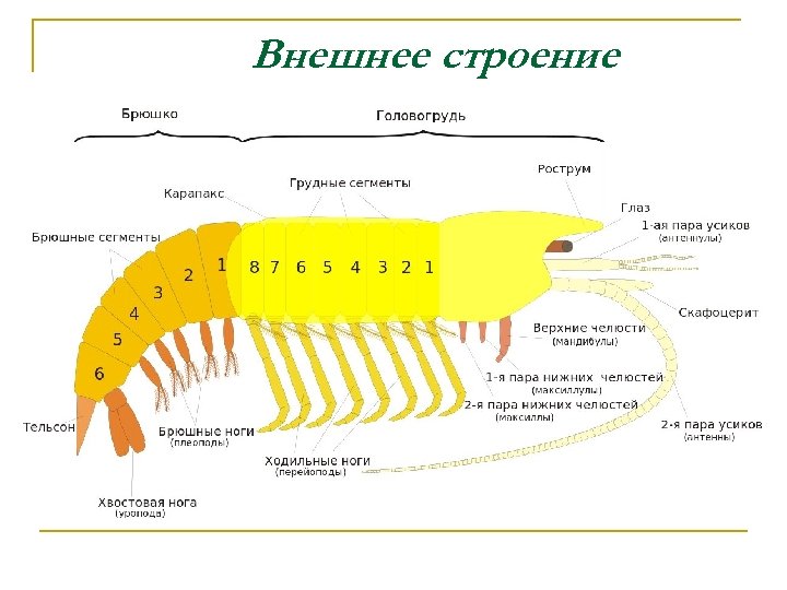 Внешнее строение 
